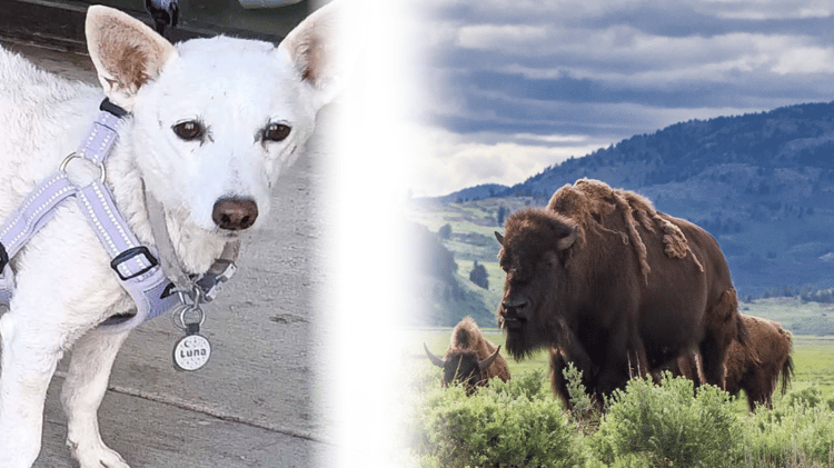 luna and yellowstone